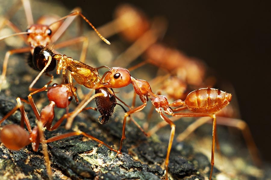 formiche rosse per disinfestazione roma