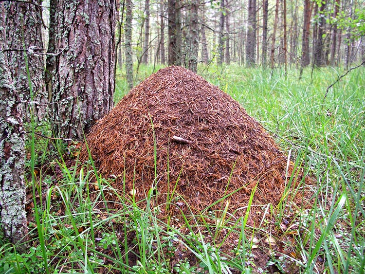 formicaio nel bosco