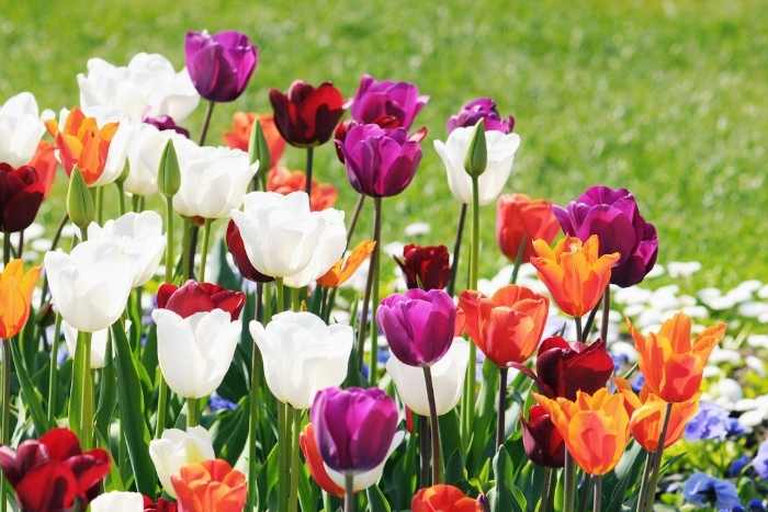 Tulipani per idee aiuole giardino